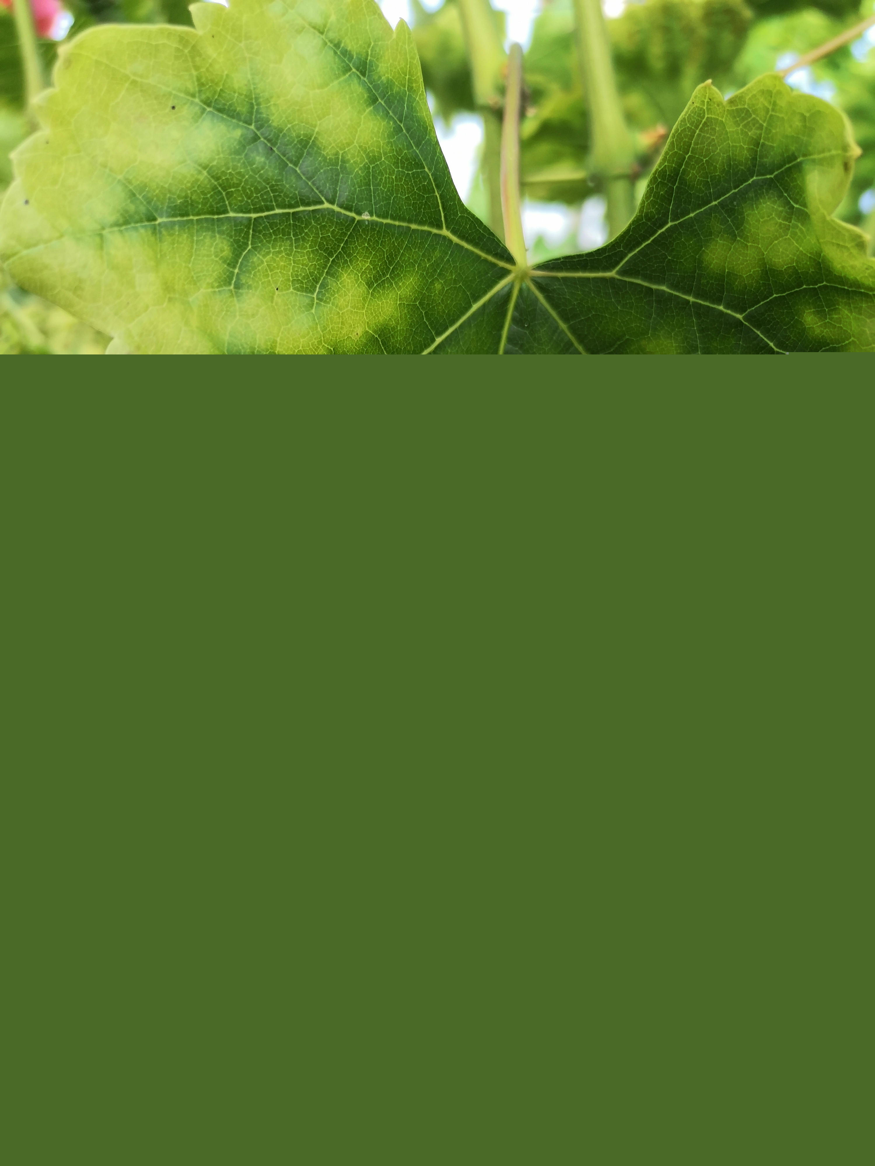 ٻҶ֢״ʾ4