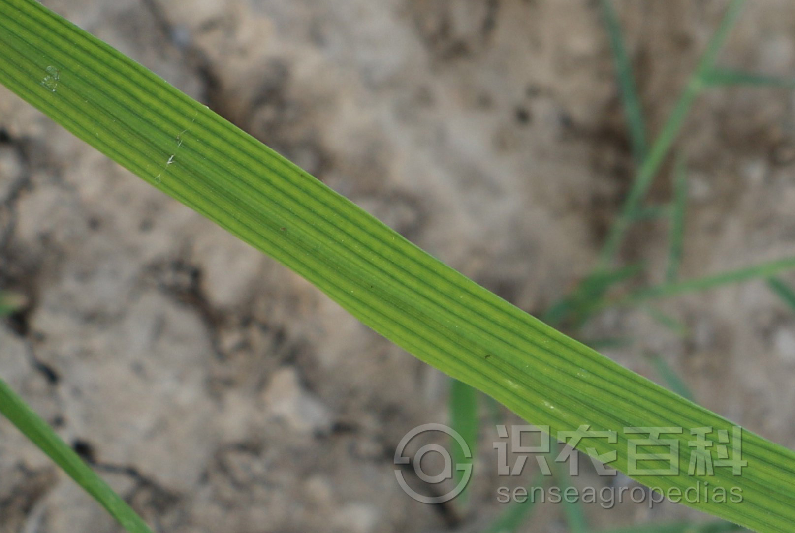柑橘黄叶症状示例3