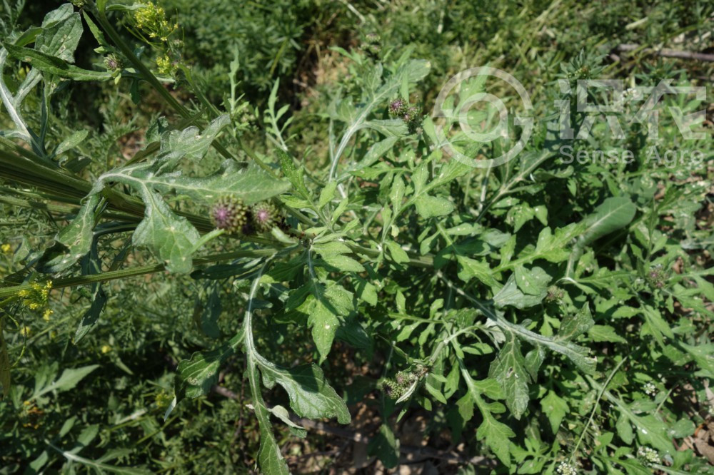 柑橘黄叶症状示例6