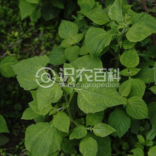 柑橘黄叶症状示例2