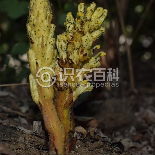 柑橘黄叶症状示例1