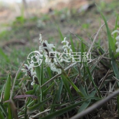 柑橘黄叶症状示例3