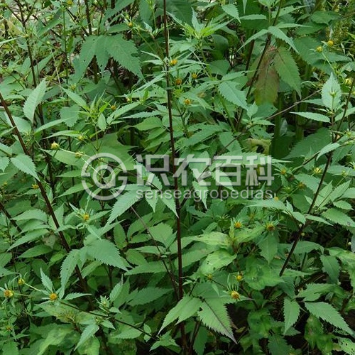 柑橘黄叶症状示例1