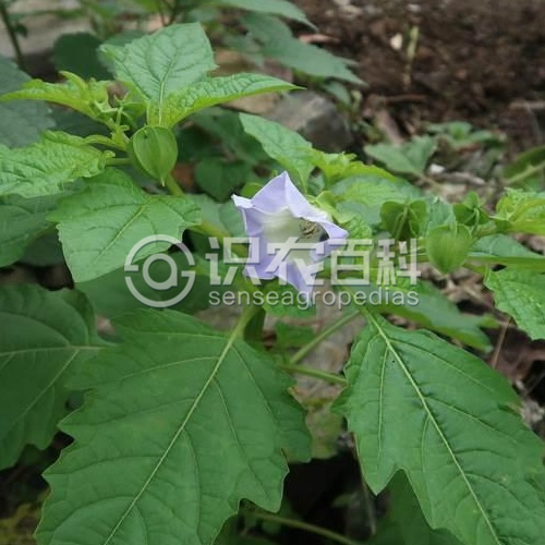 柑橘黄叶症状示例2