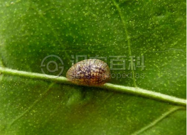 柑橘黄叶症状示例1