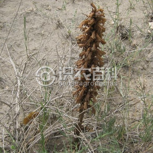 柑橘黄叶症状示例3