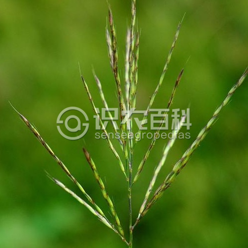 柑橘黄叶症状示例1