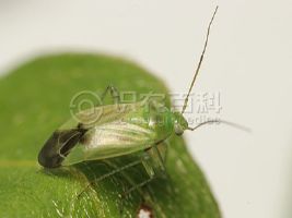 柑橘黄叶症状示例0