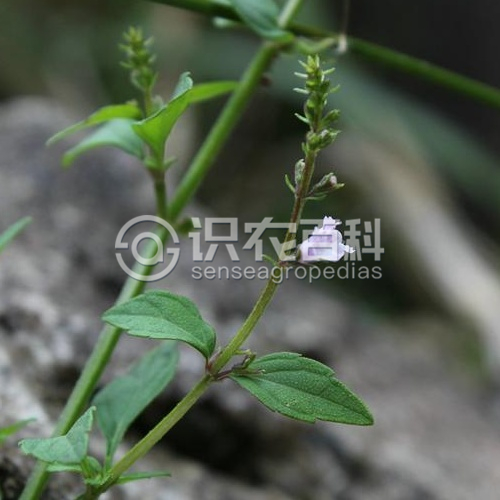 柑橘黄叶症状示例3