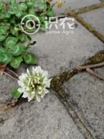 柑橘黄叶症状示例0