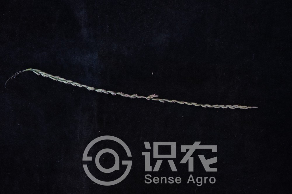 柑橘黄叶症状示例4