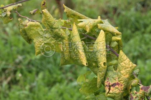 柑橘黄叶症状示例4