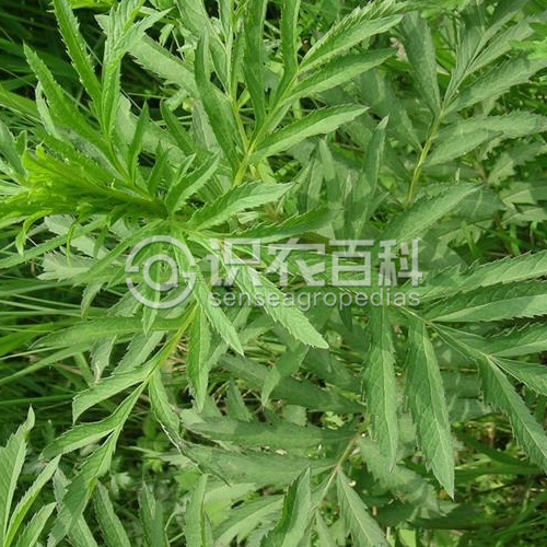 柑橘黄叶症状示例2