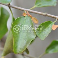 柑橘黄叶症状示例0