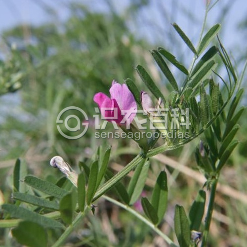 柑橘黄叶症状示例1