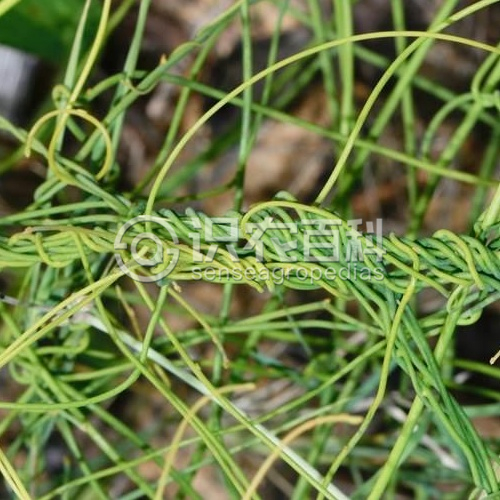 柑橘黄叶症状示例1