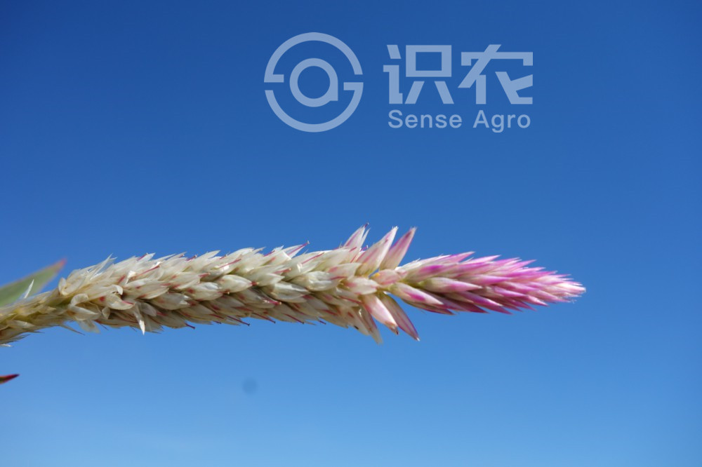 柑橘黄叶症状示例2