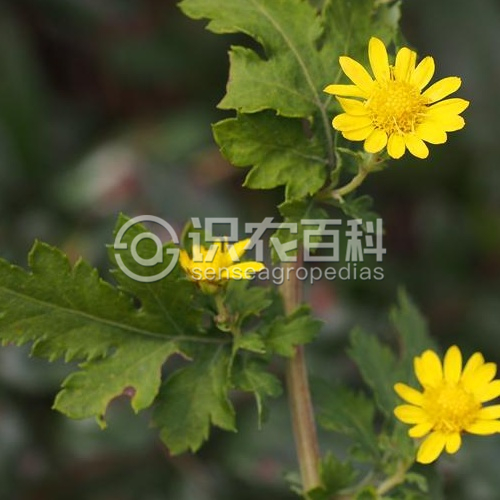 柑橘黄叶症状示例2