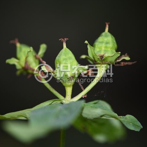 柑橘黄叶症状示例4