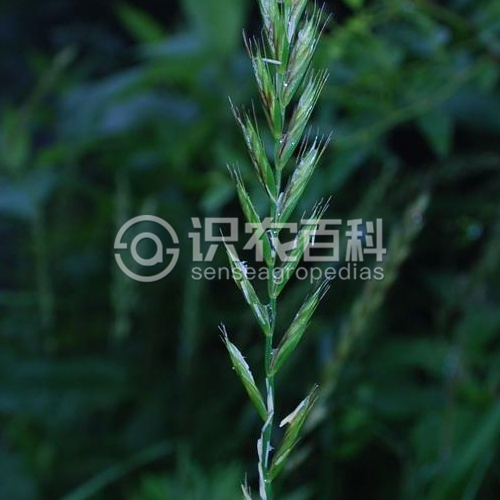 柑橘黄叶症状示例2