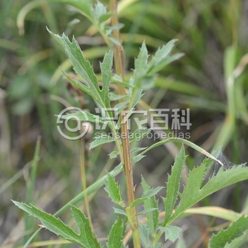 柑橘黄叶症状示例3