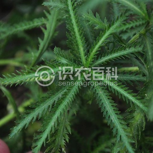柑橘黄叶症状示例3