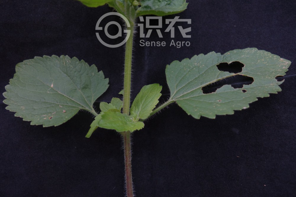 柑橘黄叶症状示例4