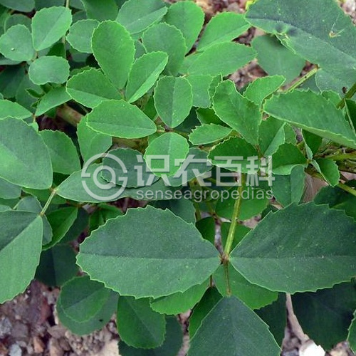 柑橘黄叶症状示例1