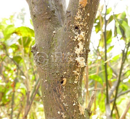 柑橘黄叶症状示例3