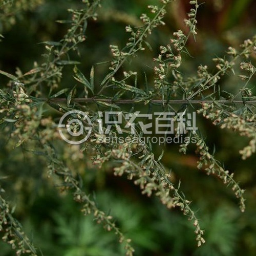 柑橘黄叶症状示例3