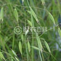 柑橘黄叶症状示例0