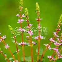 柑橘黄叶症状示例0