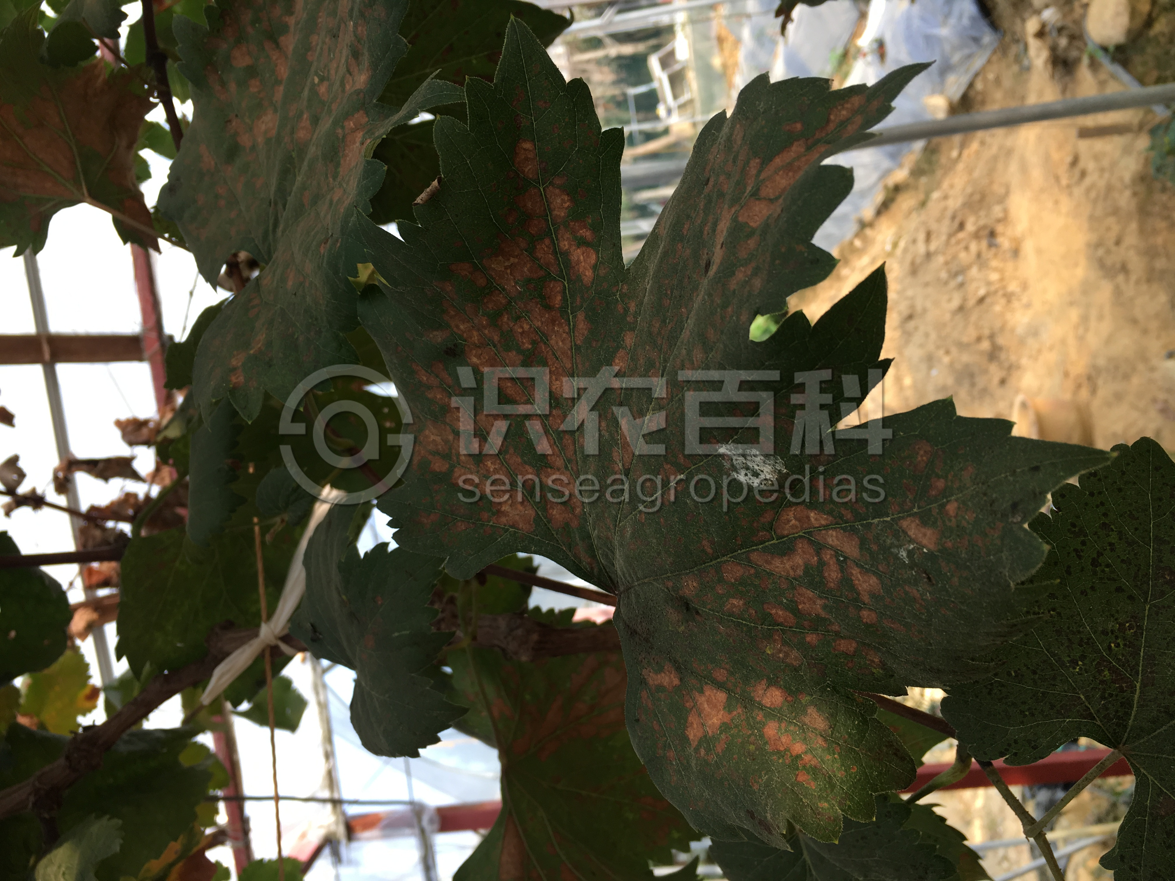 柑橘黄叶症状示例3