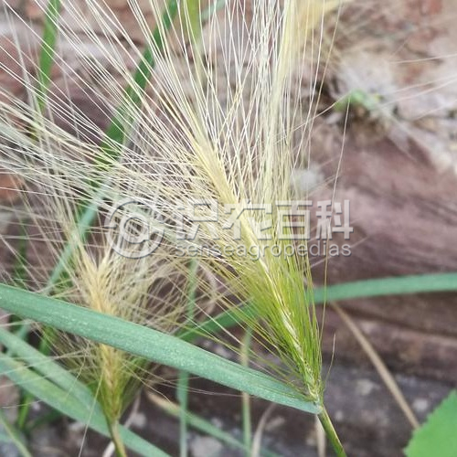 柑橘黄叶症状示例1