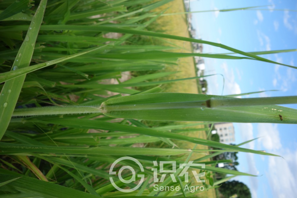 柑橘黄叶症状示例5