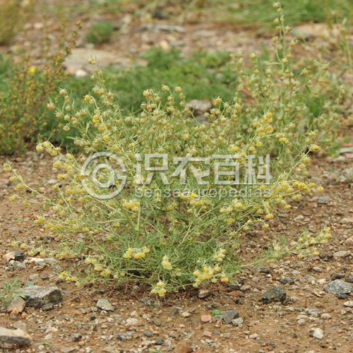 柑橘黄叶症状示例1