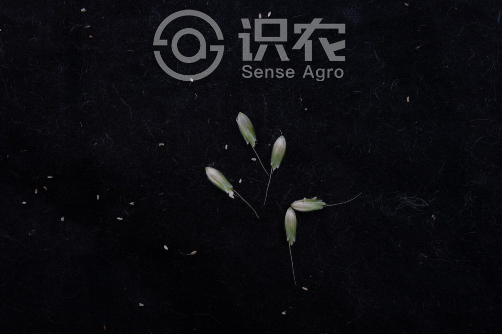 柑橘黄叶症状示例5