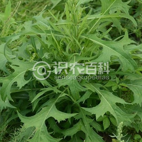 柑橘黄叶症状示例1