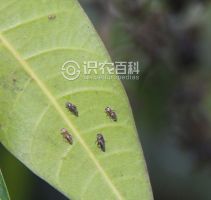 柑橘黄叶症状示例0