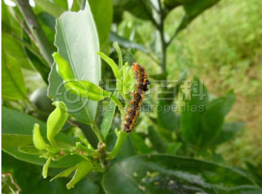 柑橘黄叶症状示例3