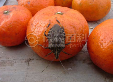 柑橘黄叶症状示例1