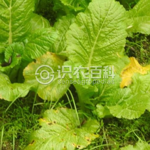 柑橘黄叶症状示例2