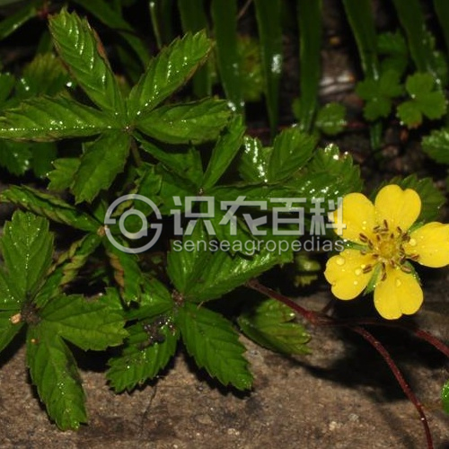 柑橘黄叶症状示例2