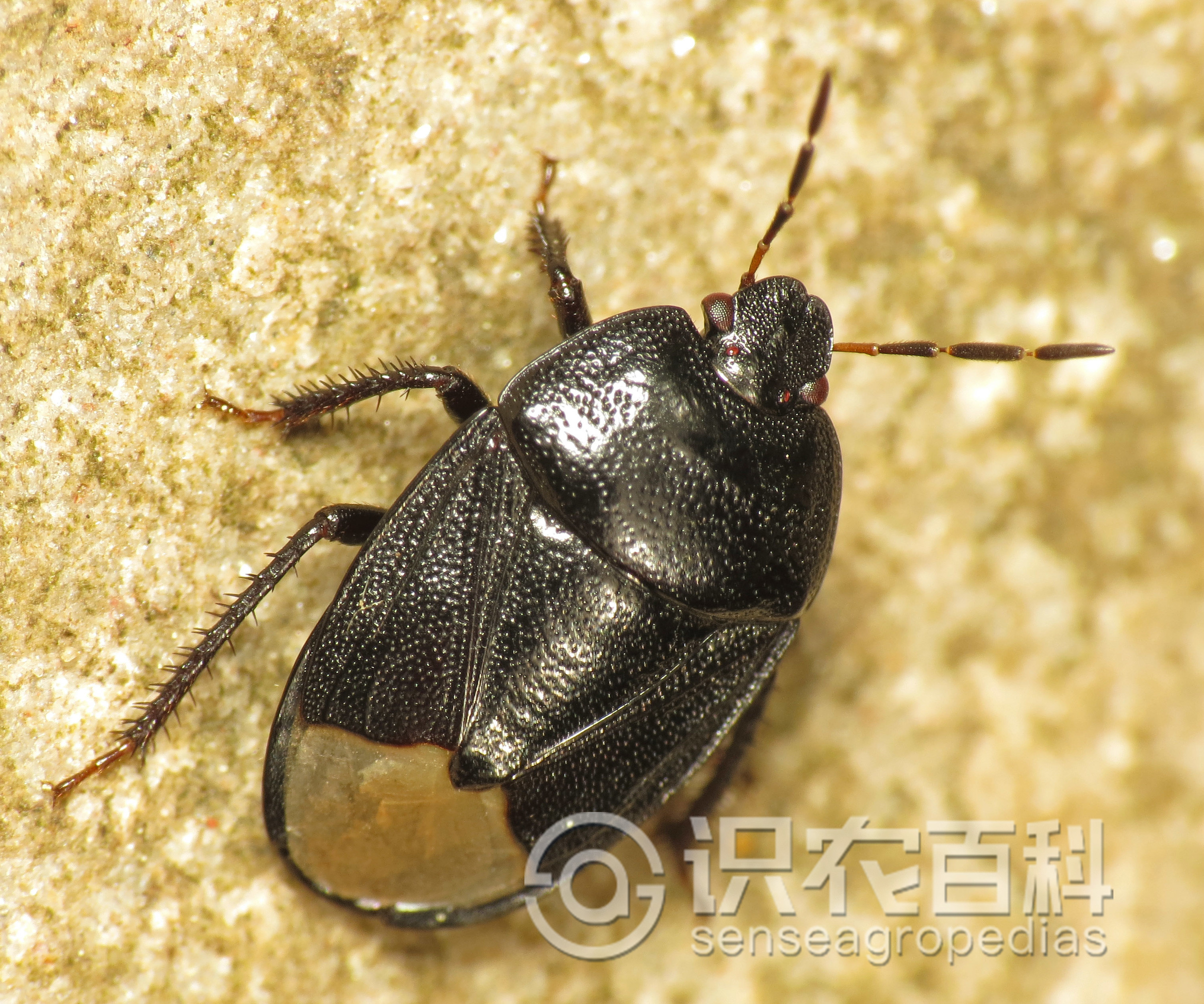 柑橘黄叶症状示例2