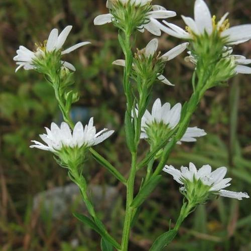 柑橘黄叶症状示例2