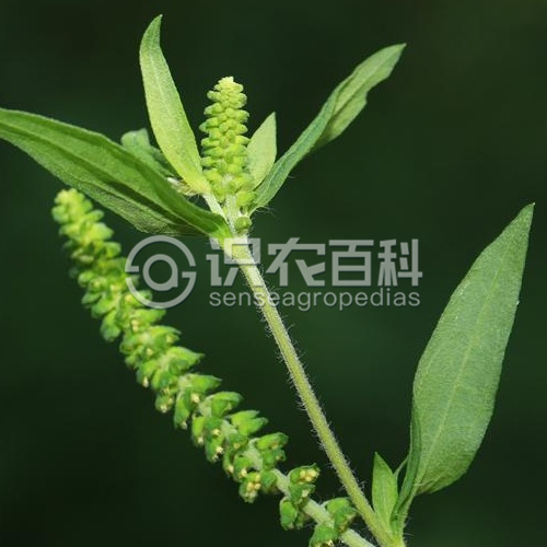 柑橘黄叶症状示例4