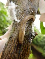 柑橘黄叶症状示例0