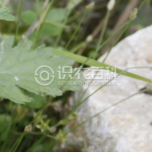 柑橘黄叶症状示例1