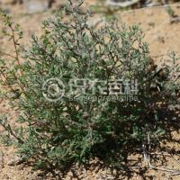 柑橘黄叶症状示例0