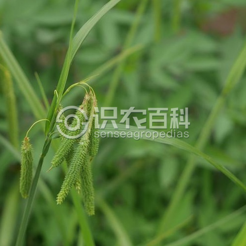 柑橘黄叶症状示例1